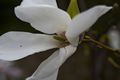 Magnolia salicifolia-5 Magnolia wierzbolistna